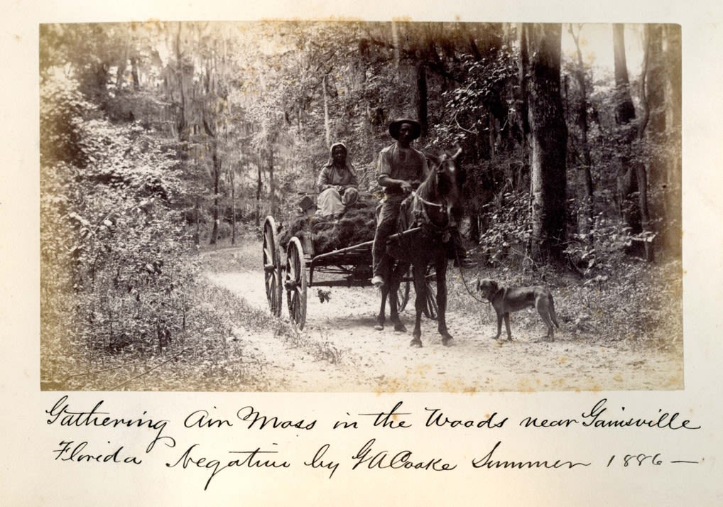 A black and white photograph of two people, a horse, and a dog. In the foreground, there is a dark-skinned man wearing a black hat and riding a black horse. He is holding the leash of a dog, who is standing to the right of the horse. The horse is pulling a cart, where a woman is riding on a pile of Spanish moss. The woman has dark skin and is wearing a white dress and head covering. Both people are looking directly at the camera. The figures are surrounded by trees, which cover the whole background of the photograph. The bottom of the image reads: “Gathering air moss in the woods near Gainesville, Florida. Negative by G.A. Cooke, Summer 1886. 